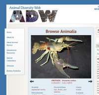 animaldiversity.ummz.umich.edu screenshot